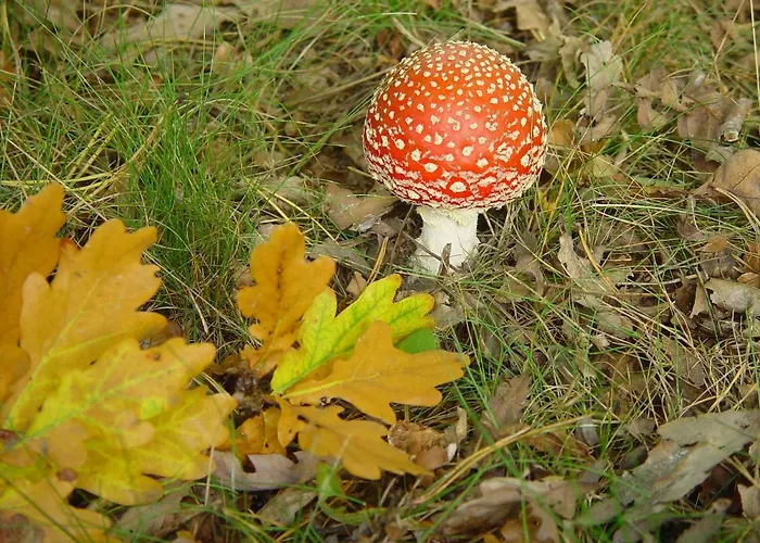 Park De Haeghehorst *